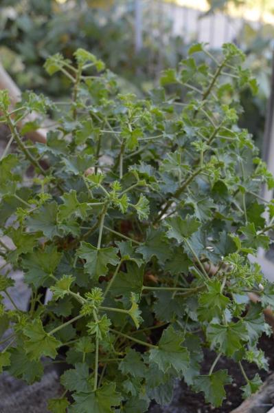 Pelargonie, Vanille-Duft- (Pflanze)